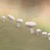 A circular growth of cute little mushrooms.